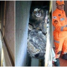Morador encontra animal atrás do guarda-roupa e chama os bombeiros em Minas - Corpo de Bombeiros