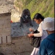 Pra quem não viu: Macacos espertos pegam celulares de turistas e trocam por comida -  Reprodução/Redes Sociais