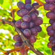 "Vinho de inverno" faz sucesso no Norte de Minas e atrai turistas - Diego Vargas/Seapa MG/Divulga&ccedil;&atilde;o