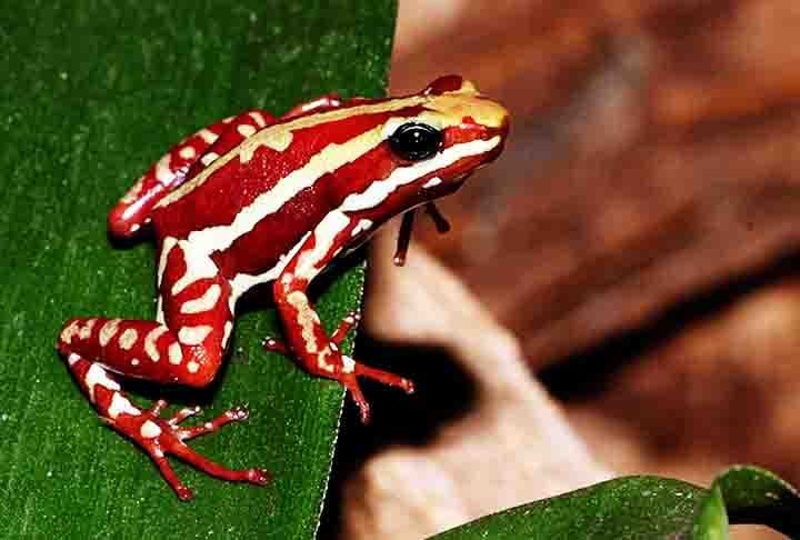 As pererecas sÃ£o mais leves, tÃªm pele muito Ãºmida, lisa e brilhante, e pernas finas e longas. Elas se diferenciam dos demais anuros por terem discos adesivos na ponta dos dedos, semelhantes a ventosas e sÃ£o menores que sapos e rÃ£s. 