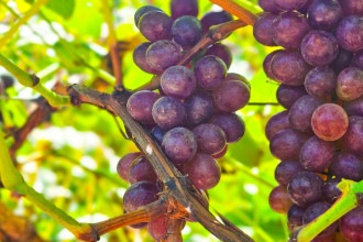 "Vinho de inverno" faz sucesso no Norte de Minas e atrai turistas