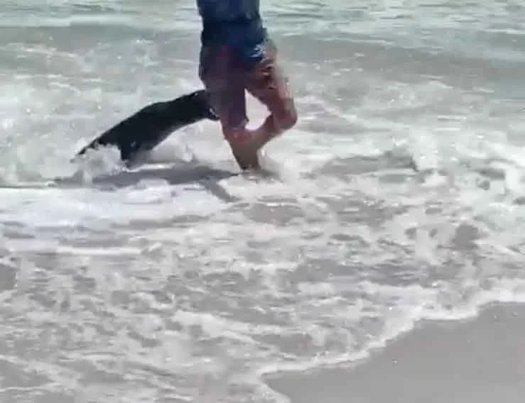 Na imagem, por exemplo, uma foca ataca banhistas na badalada praia de Clifton, na Cidade do Cabo, cidade turística da África do Sul.