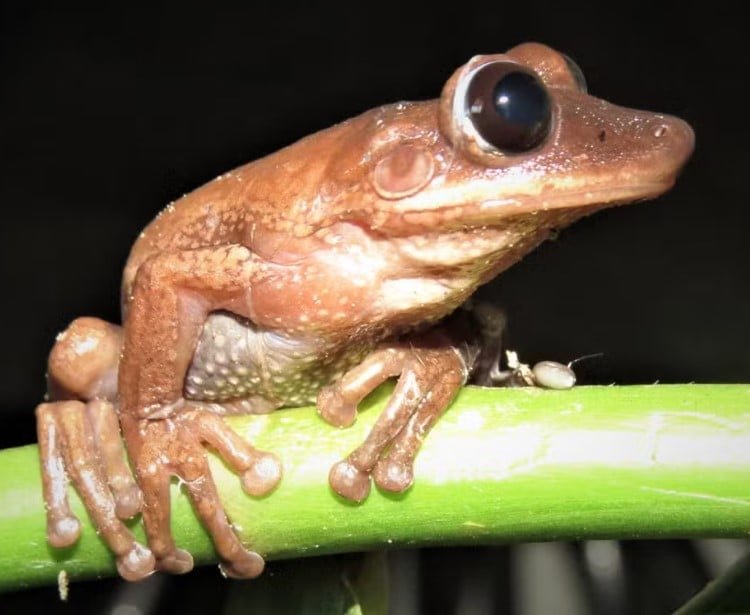 Trata-se da Nyctimantis diadorim, anfíbio do gênero perereca-de-capacete nativo do Parque Nacional Grande Sertão Veredas, unidade de conservação situada na divisa de Minas Gerais com a Bahia. A espécie foi descrita em artigo na revista científica “Herpetologica”.

