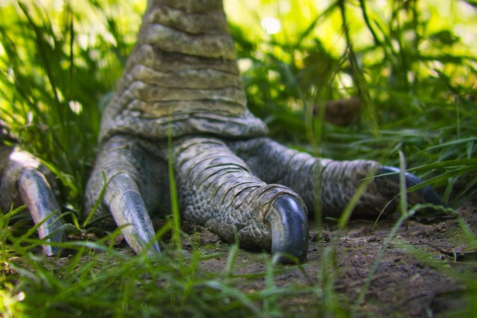 Uma patada de um â??casuarâ? tem o mesmo efeito de um punhal e ele Ã© capaz atÃ© de decepar um membro humano!  Em abril de 2019, na FlÃ³rida, um casuar atacou o prÃ³prio dono, de 75 anos, que morreu em consequÃªncia dos ferimentos.