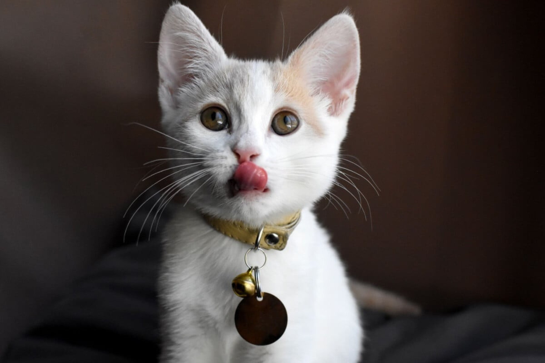 4 ferramentas que ajudam a localizar animais perdidos 4 ferramentas que ajudam a localizar animais perdidos