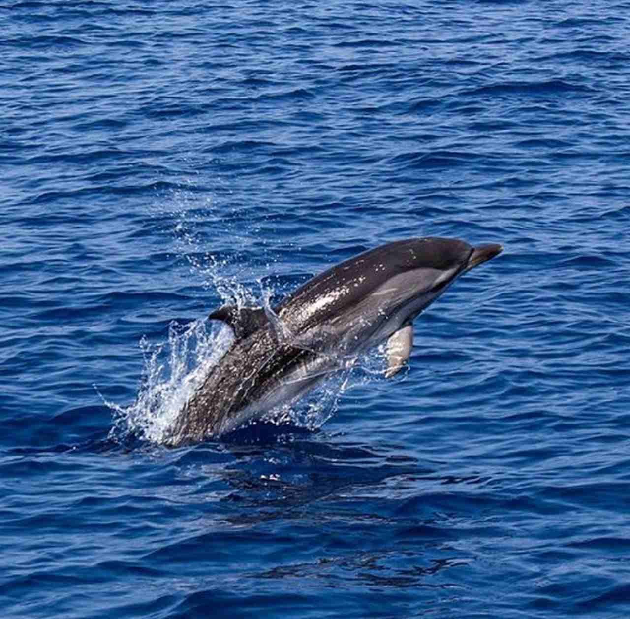 Golfinho - São grandes predadores, capazes até de matar tubarões. Eles podem ser agressivos com as pessoas, outros golfinhos ou até machucar a si mesmos. Vivem de 40 a 60 anos. 