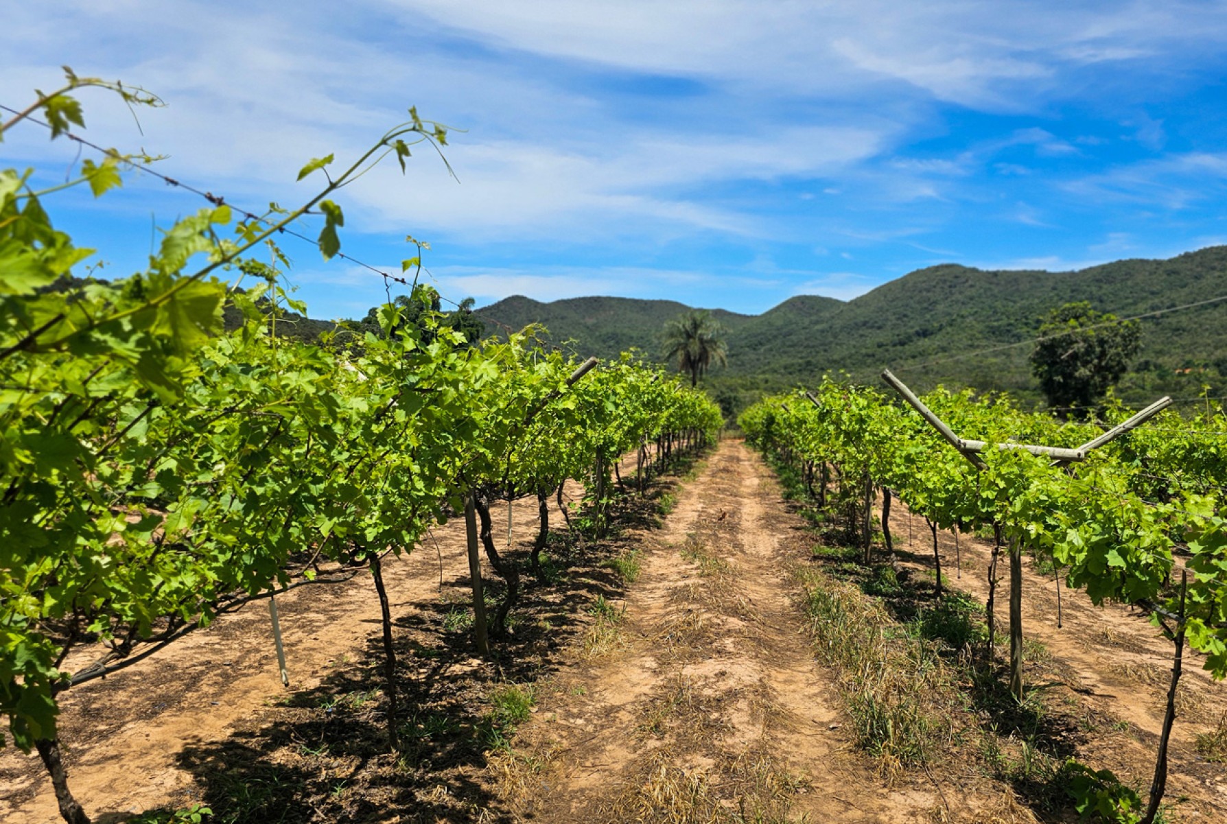 Técnicas adequadas de manejo e irrigação de vinhedos na Serra do Espinhaço têm ajudado produtores a superarem desafios do semiárido