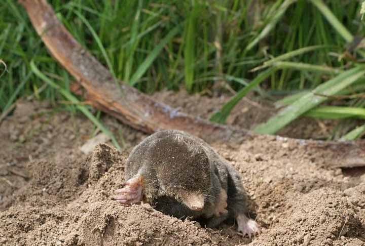 "Felizmente, tínhamos uma equipe fantástica cheia de entusiasmo e ideias inovadoras. Isso é exatamente do que você precisa quando tem de fazer um levantamento de até 18 km de habitat de dunas em um só dia.", completou.