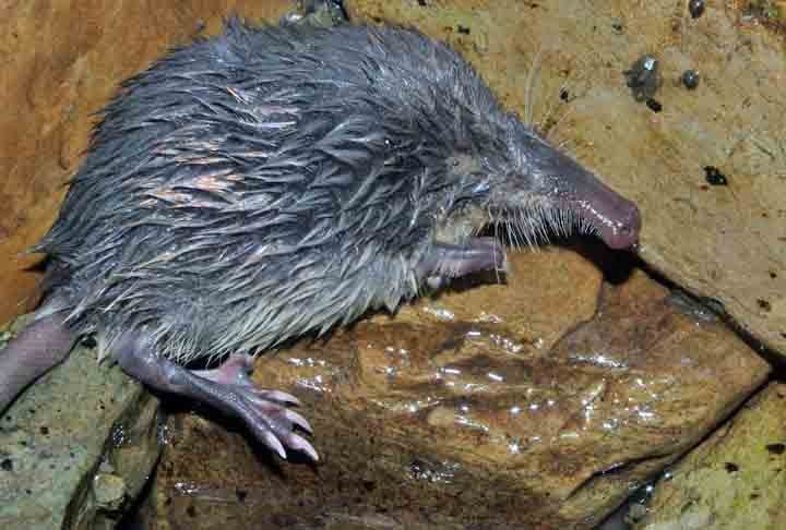 Além da toupeira dourada, existem outras espécies deste esquivo animal. Entre elas, está a toupeira d'água, que possui o focinho na forma de uma tromba e é lá que estão situados os órgãos sensitivos. As vibrissas sensoriais e órgãos de Eimer, essências para formar uma imagem 3D no cérebro, para um melhor sucesso na captação de alimentos.