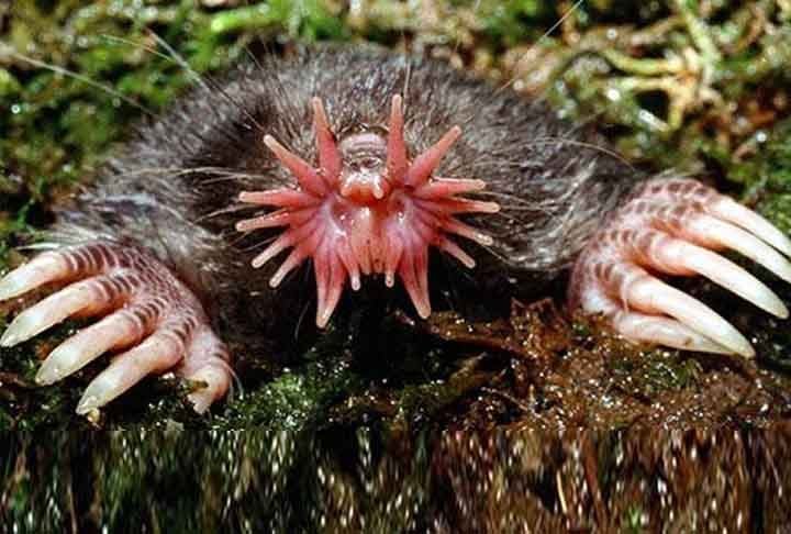 A toupeira nariz estrela (presente na América) é facilmente identificável pelos vinte e dois apêndices carnudos cor de rosa do seu focinho, que é usado como um órgão táctil com receptores sensoriais, conhecidos como órgãos de Eimer, com os quais essa toupeira com tamanho de hamster sente seu caminho por aí. 