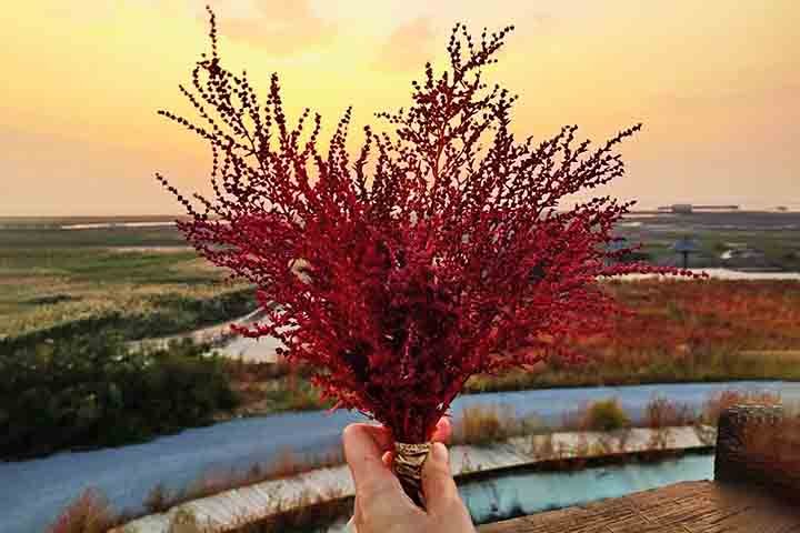 Nessa zona pantanosa há a presença de uma planta denominada Suaeda salsa. Entre os meses de setembro e outubro, ela se "exibe" com uma cor vermelha bastante intensa. 
