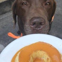 Labrador Pudim: veja as 5 plantas mais tóxicas para manter longe dos pets - Arquivo Pessoal 