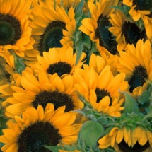 Flor que segue a luz embeleza os campos com cor vibrante e exuberância - Gérôme Bruneau Unsplash
