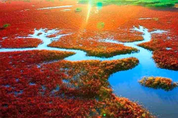 É por conta desse fenômeno natural que a região fica recoberta por uma espécie de tapete vermelho entre canais de água. 
