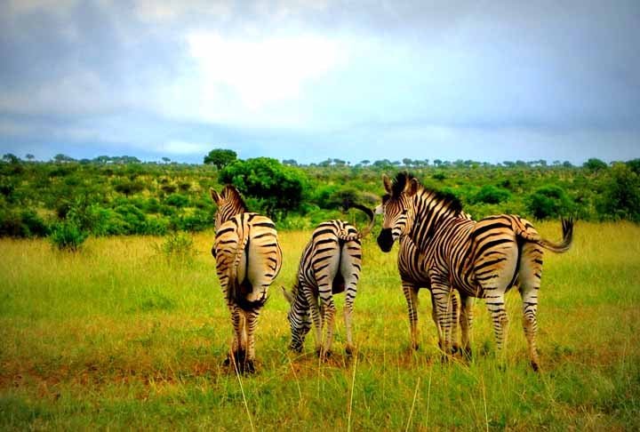 O Kruger cobre uma área de 20 mil km² e é um dos principais pontos turísticos de toda África do Sul, a nordeste do país. Multidões de visitantes frequentam o local para ver os famosos “big five” – “cinco gigantes”: o elefante, o leão, o leopardo, o rinoceronte e o búfalo-americano. 