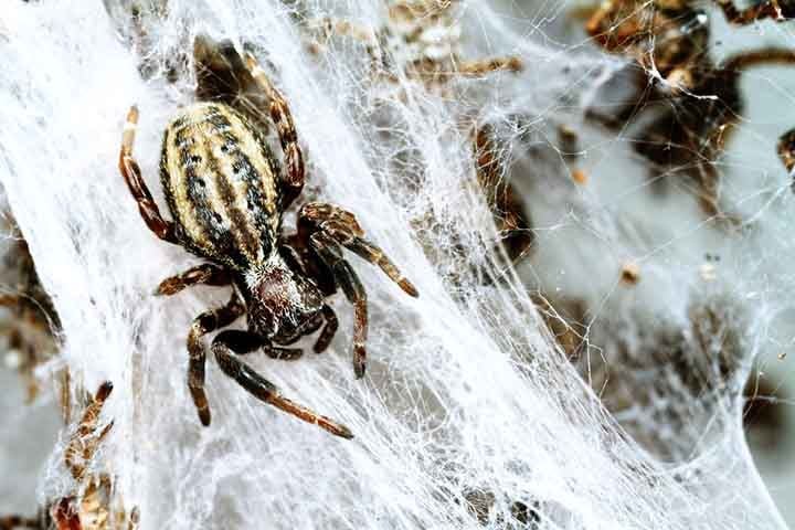 Fatores como fome e mudanÃ§as ambientais parecem ser os principais influenciadores das atitudes individuais, tornando impossÃ­vel prever aÃ§Ãµes com base em observaÃ§Ãµes anteriores.