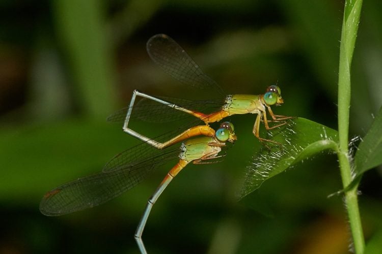 Os invertebrados desempenham um papel importante no ecossistema. Eles são fonte de alimento para outros animais, ajudam na polinização das plantas e ajudam a reciclar nutrientes. 