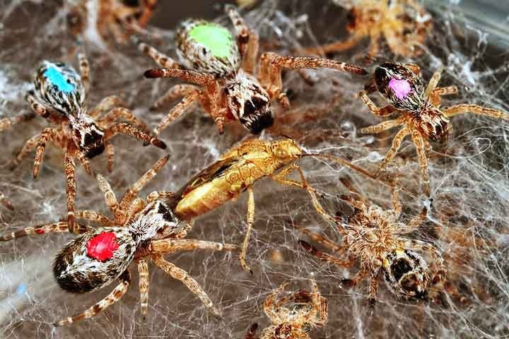 Os resultados mostraram que, embora algumas aranhas apresentassem padrões temporários, suas ações mudavam radicalmente, sem relação com comportamentos anteriores.