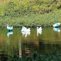 Carga de corante vaza de caminhão e patos ficam azuis em lago no interior de SP - Divulgação/Jornal da Região
