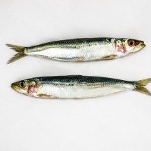 Sardinha custa menos do que outros peixes, mas tem alto teor de proteína; aproveite