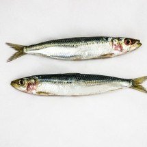 Sardinha custa menos do que outros peixes, mas tem alto teor de proteína; aproveite