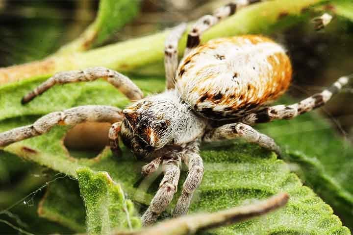 O estudo dessa aranha tem sido importante para a biologia evolutiva e o entendimento da socialidade em animais invertebrados. 