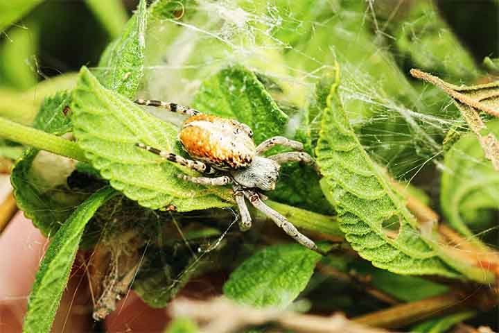 A ausência de personalidade fixa entre os indivíduos parece facilitar a vida cooperativa e igualitária nas colônias.