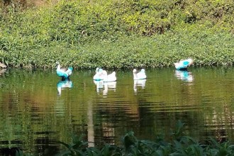 Carga de corante vaza de caminhão e patos ficam azuis em lago no interior de SP