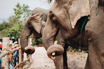 Para muita gente, pensar em zoológico é imaginar animais sonolentos, presos em jaulas apertadas. Mas, existem muitos lugares no mundo onde os animais são cuidados com muito carinho e recebem tratamento de primeira. -  (crédito: Irene Grace Tolentino Unsplash


)