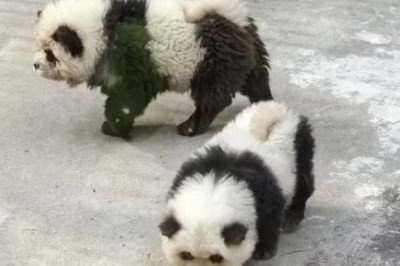 A China já chamou atenção com ações fakes envolvendo animais. Para aumentar a visitação, o Zoológico de Taizhou tingiu filhotes de cachorro da raça chow chow para que eles ficassem parecidos com pandas.  -  (crédito: Reprodução redes sociais)