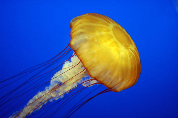Esses animais não têm uma estrutura óssea interna que e e proteja a medula espinhal, como os vertebrados (animais com coluna vertebral) têm.