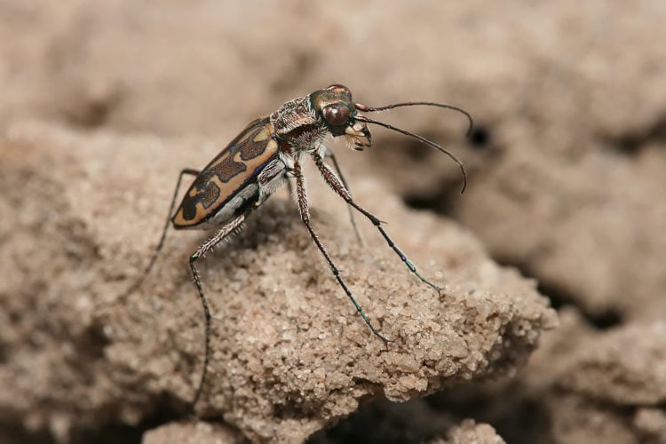 Mesmo não tendo uma coluna vertebral, muitos invertebrados possuem outras estruturas de e, como exoesqueletos (caso dos insetos) ou estruturas mais flexíveis.