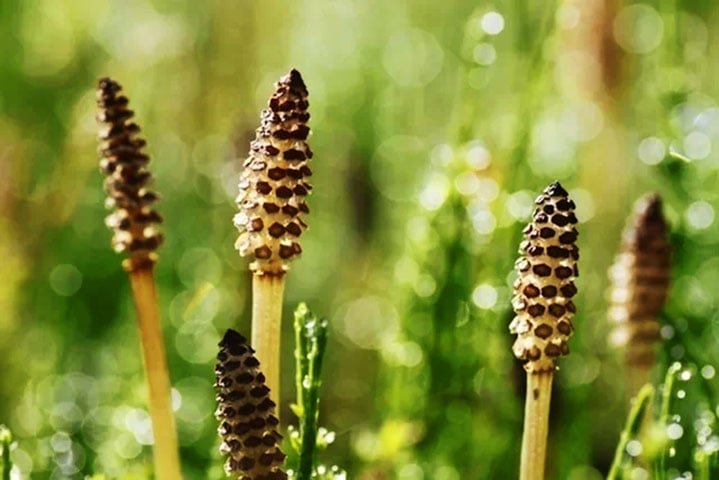 DiurÃ©ticos (evitam cistites):  Hibisco, Erva-Doce, Boldo, Alecrim, Gengibre, Carqueja, Cavalinha (foto), Girassol, Quebra-Pedra, Pata-de-Vaca.