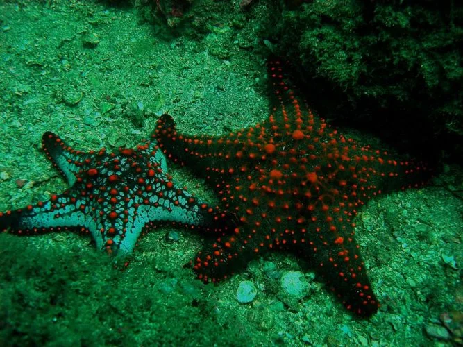 Esponjas, nematelmintos (lombrigas), moluscos (caracóis, ostras e polvos), anelídeos (minhocas), artrópodes (insetos, aranhas, caranguejos e camarões) e equinodermos (estrelas-do-mar, ouriços-do-mar e pepinos-do-mar) são exemplos conhecidos de invertebrados.