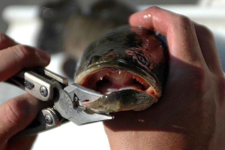 EUA pedem que população corte cabeça de peixe invasor que chegou da Ásia