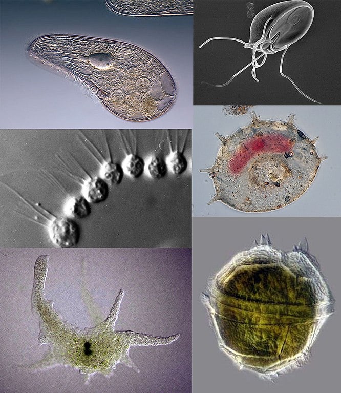 Alguns invertebrados são muito pequenos, como os protozoários, que podem ter apenas alguns micrômetros de comprimento. 