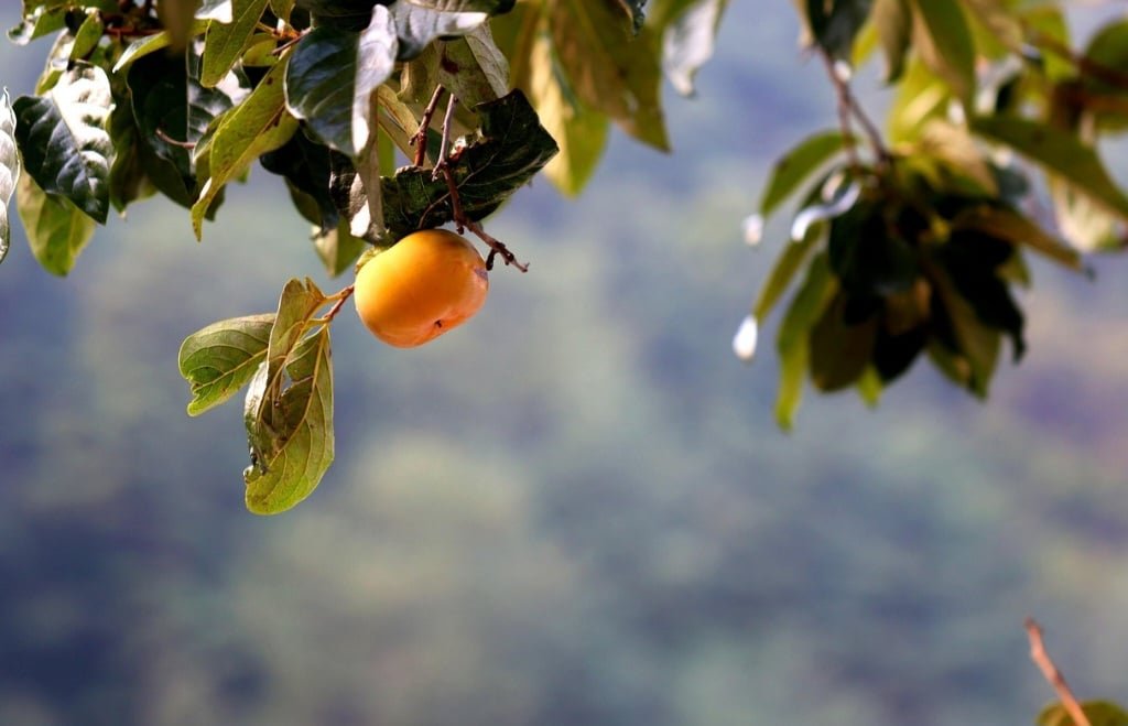 O caqui também tem ótimas quantidades de fibras que diminuem a velocidade de absorção do açúcar dos alimentos. Afinal, isso equilibra os níveis de glicose no sangue e evita, assim, a resistência à insulina e a diabetes.