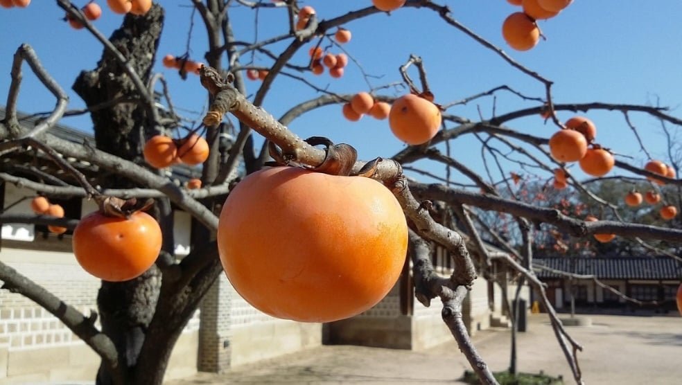 Ele também ajuda a diminuir os níveis de colesterol “ruim”, o LDL, e triglicerídeos no sangue, evitando, por isso, o risco de doenças, como infarto, AVC e aterosclerose.

