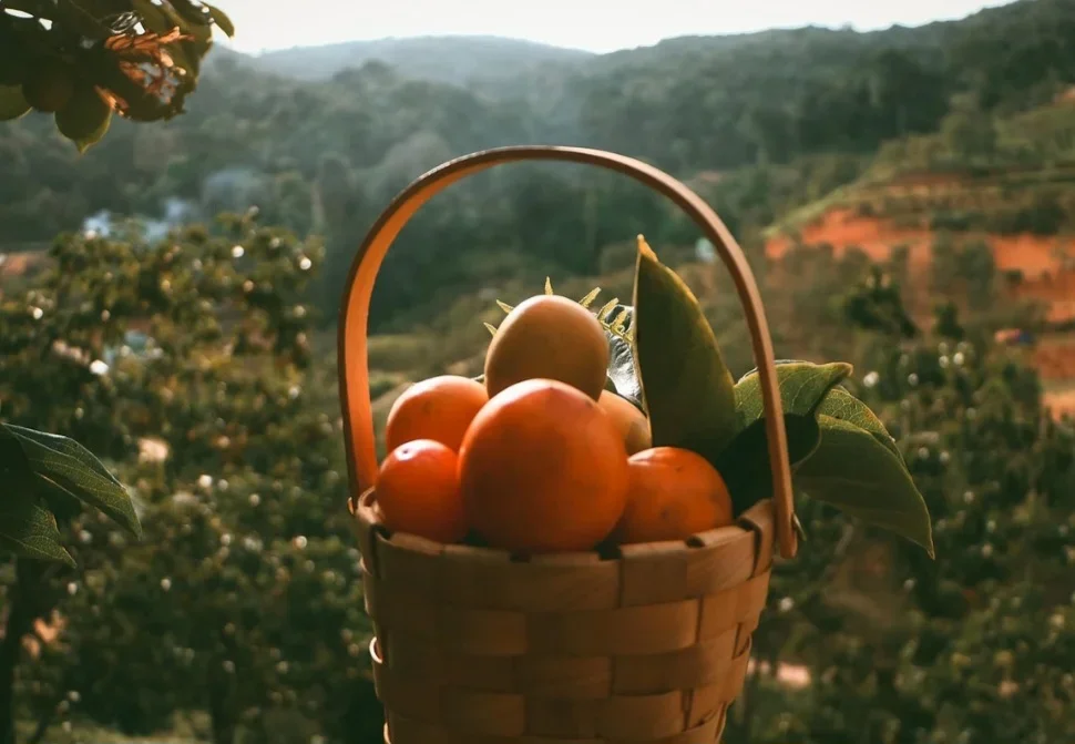 Esse fruto possui ação antioxidante e anti-inflamatória, mantendo a saúde das artérias, melhorando a circulação de sangue e ajudando a evitar a pressão alta.