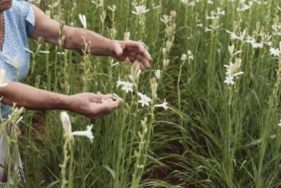 Pérola da perfumaria, existe todo um ritual para a colheita da tuberosa, em Grasse,  na França -  (crédito: Reprodução Robertet/Facebook)