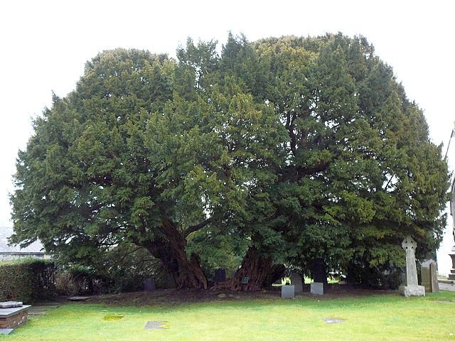 Llangernyw Yew (Reino Unido) - É um teixo localizado na igreja de St. Digain, na aldeia de Llangernyw, em Conwy,  País de Gales, tem entre 4.000 e 5.000 anos e apresenta um tronco grosso e retorcido, com uma copa ampla.