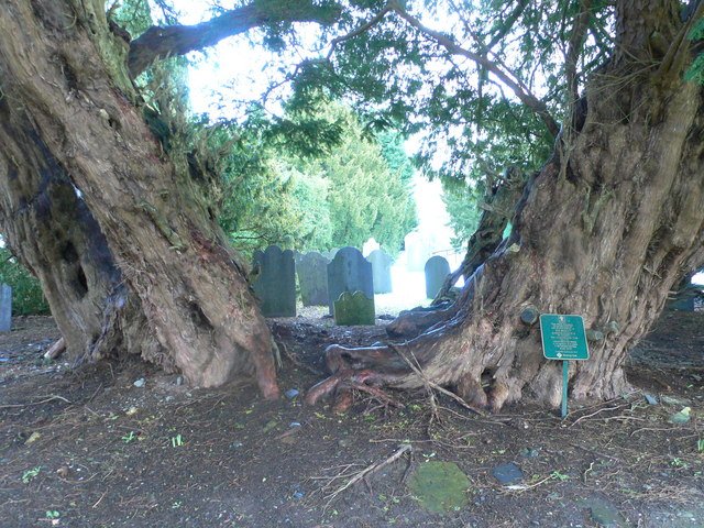 Suas folhas estreitas e verdes são características dos teixos, e a árvore é um símbolo cultural e espiritual, frequentemente associada a rituais antigos. Ela tem sepulturas ao seu redor. 