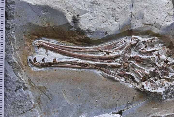 Ele tinha aproximadamente 30 cm de comprimento, como um quero-quero (Vanellus chilensis) moderno. O estudo publicado pela revista científica Current Biology analisou o conteúdo do estômago de um pássaro desta espécie.