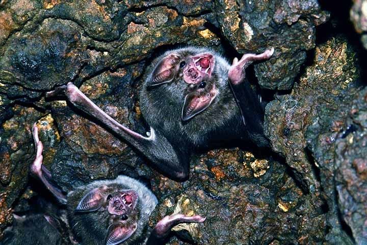 O morcego-vampiro habita a América Central e do Sul,  inclusive no Brasil , em ambientes tropicais e subtropicais: florestas, áreas abertas e, muitas vezes, cavernas ou construções humanas. Ele vive de 9 a 12 anos.