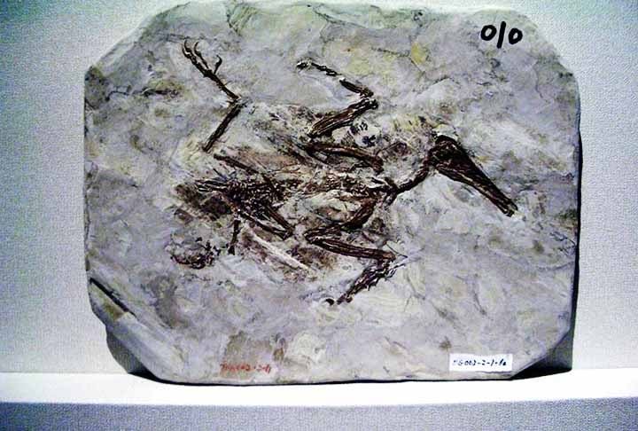 O alimento era provavelmente um ancestral das gimnospermas, atualmente representadas pelas coníferas e ginkgos. Já os grandes dentes na parte frontal da boca e a grossura do esmalte lembram um hiper-carnívoro, como um alossauro. 