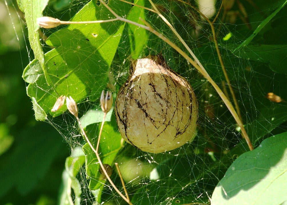 Aranha-de-Jardim (Argiope aurantia) - Constrói casulos de seda para seus ovos, fixando-os em folhas ou galhos. Esses casulos protegem os ovos de predadores e do clima. As crias eclodem em semanas, permanecendo abrigadas até a dispersão.