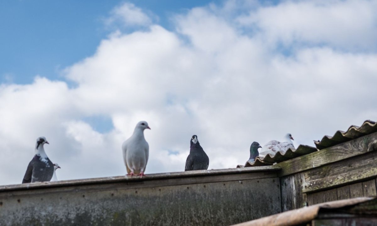 O importante é lembrar que os danos causados pela presença dessas aves não justificam ações violentas ou ilegais Pombos