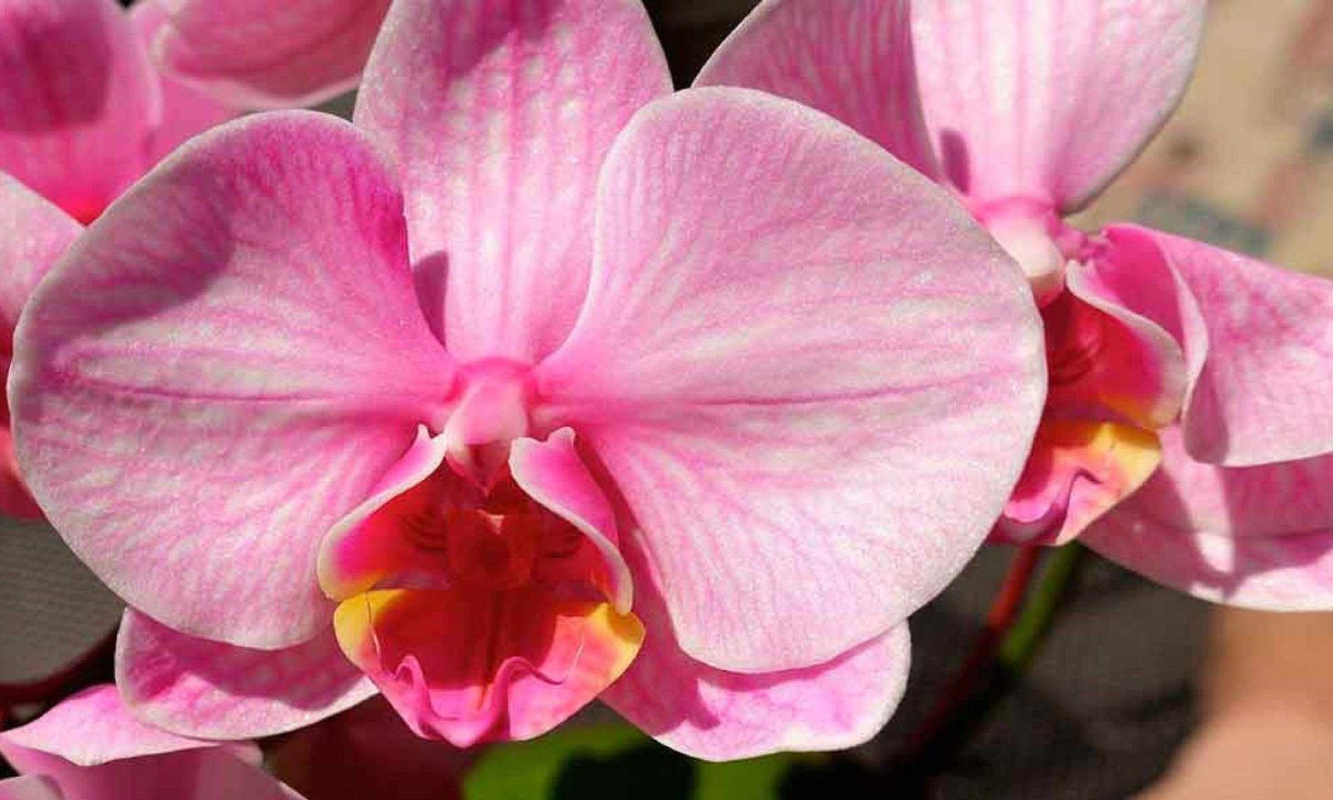 As orquídeas embelezam qualquer ambiente - (crédito: Pixabay/reprodução) As orquídeas embelezam qualquer ambiente - (crédito: Pixabay/reprodução)