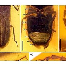 Fóssil de vaga-lume da Pré-história é descoberto em Mianmar -  Cai et al./Biological Sciences