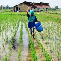 Inovação e sustentabilidade: o surpreendente uso da urina como fertilizante na agricultura -  Flickr Center for Bayanihan Economics